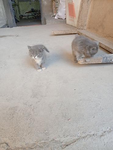 сфинкс котята: Кошка даром: Сибирская, Мальчик, Приучена к лотку, Проглистована, С прививками — 2