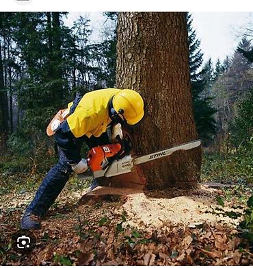 Спил деревьев, заготовка дров: Бак кыйууу бак жыгуу отун дрова — 8