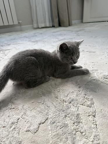 кот британский: Британский короткошёрстный котёнок, окрас сплошной голубой (серый) — 3
