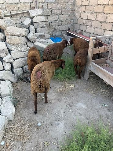 Qoyunlar, qoçlar: Salam aleyküm 6 baş quzu 2 dişi 4ərgəy ünvan binə salgoz 0775431770 -da lalafo.az — 12 Qoyunlar, qoçlar: Salam aleyküm 6 baş quzu 2 dişi 4ərgəy ünvan binə salgoz 0775431770 — 12