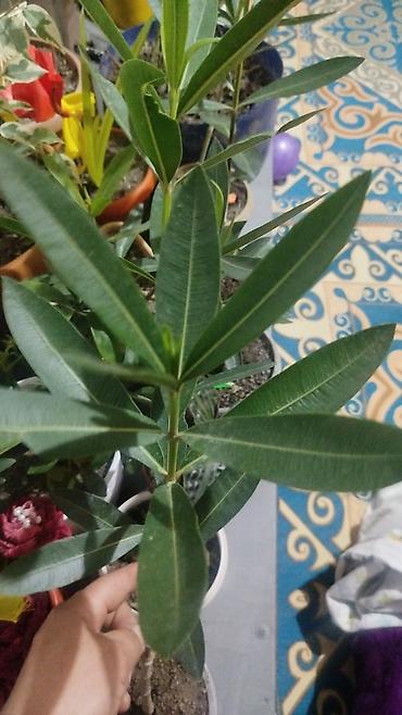 Герани и пеларгонии: Сортовой герандар сатылат. Баасы келишим турдо 300 сомдон жогору. - — 17