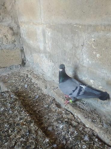 ev heyvan adlari: Biri mayadı biri erkeydi,biri 10 manat — 4
