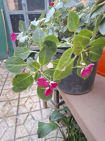 kalistamon gulu: Impatiens (Balsamin) saksı gülü – canlı çəhrayı çiçəklərlə - Bitki — 5