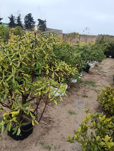 Tinglər: Gul cicek agaclarin satisi torf gubresi satilir 300den yuxari alana — 3