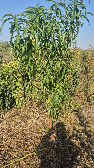 Tinglər: 🌿 SAQİ TİNGÇİLİK: Bağınıza Həyat Verin! 🌿 Tərtər keyfiyyəti bütün -da lalafo.az — 5 Tinglər: 🌿 SAQİ TİNGÇİLİK: Bağınıza Həyat Verin! 🌿 Tərtər keyfiyyəti bütün — 5