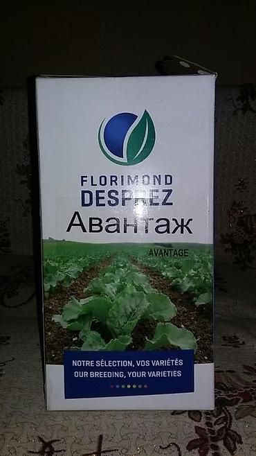 Люцерна: Продаю/куплю семена люцерны и свеклы — 9