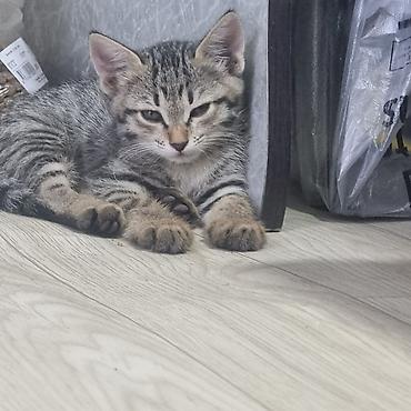 котята норвежской лесной кошки: Котята, полосатики и тигровые — домашние малыши - Порода: беспородные — 2