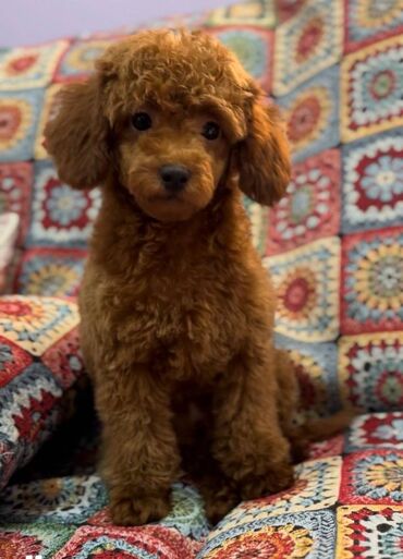 Psi: Nasa odgajivacnica se nalazi u Indjiji i bavimo se uzgojom pasa 15 — 9