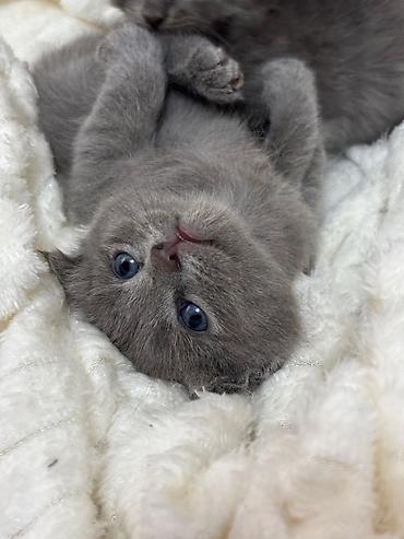 Pişiklər: Britan — 11