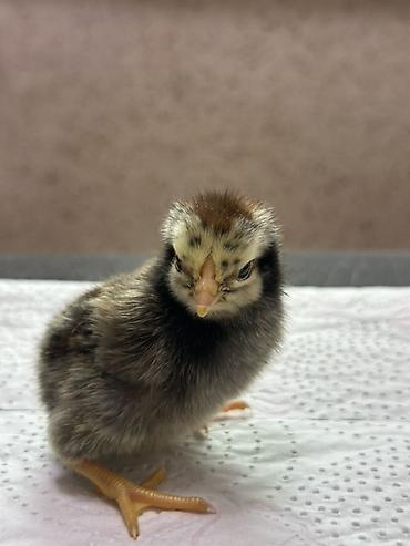 Куры, петухи: Продаю | Цыплята | Домашняя | Для разведения — 6