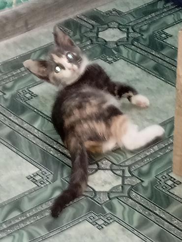 чёрные котята: Котята - Возраст: 3 месяца. - Окрас: - Бело‑чёрный с тёмным хвостом — 4