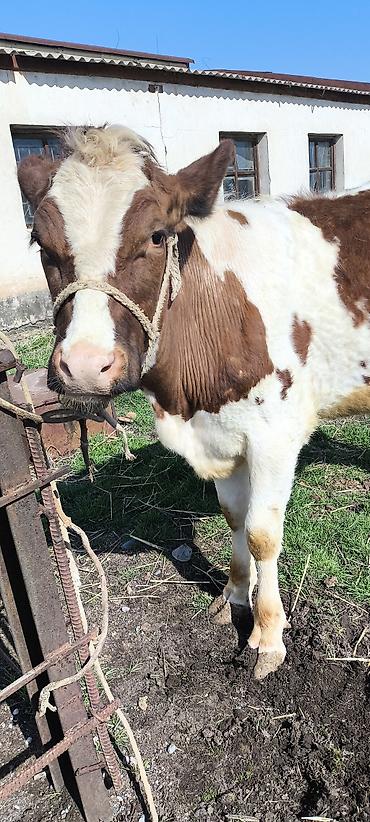 Коровы, быки: Продаю | Тёлка | Айрширская — 10