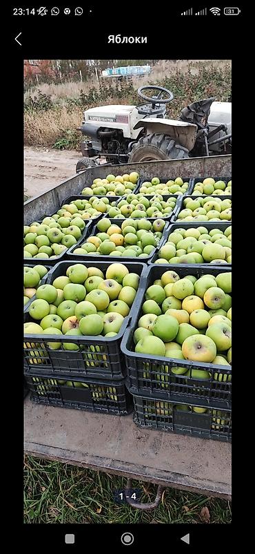 Ящики: Пластиковый Ящик — 4