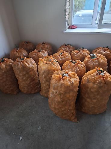 Чеснок Оптом, Самовывоз