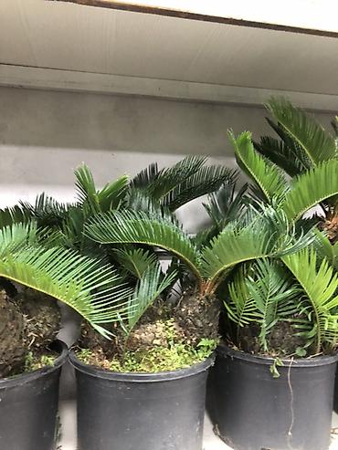 Другие комнатные растения: Комнатные растения в горшках — декоративные и фруктовые 1) Карликовый — 7