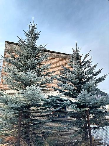 Ель: Продам 5шт голубых елей 5 молоденьких красующих красавиц высокие — 7