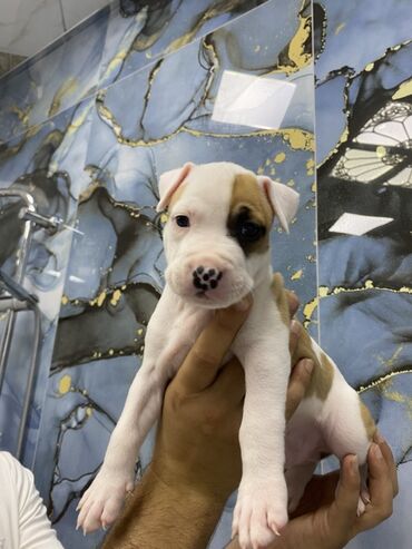 setteri it cinsi: Pitbul, 1 ay, Erkek