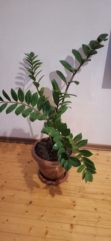 Otaq bitkiləri: Dollar gülü(zamioculcas ) .qiymet 40 manat