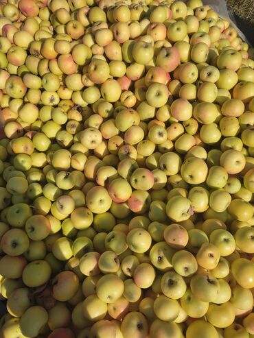 саженцы туя колоновидный: Алмалар