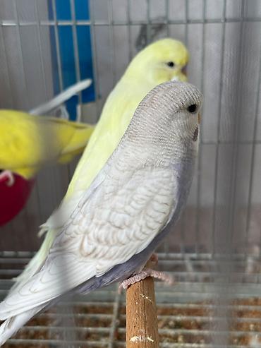 cex quşlar: Cex balalar ve 1 sari qizgin cute hazir erkek 2 vistivka — 5