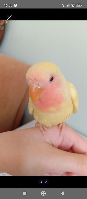 Tutuquşları: 3 aylıq bala dişi quş satılır. Ələ uyğunlaşan, mehriban quşdur.🦜 — 3