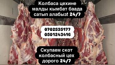 кролики декоративные купить: Колбасный цех : Коровы, быки, | Круглосуточно — 1