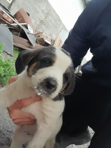 Собаки: Продаю щенков алабаевской породы