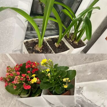 растении: Комнатные растения, продаю комплектом