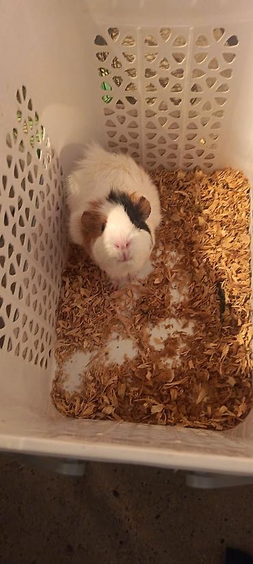 kirpi ne yeyir: Dəniz donuzucuğu (guinea pig) sağlam erkək marskaya svinka - Növ — 4