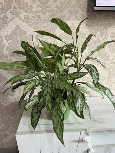 озеление: Аглаонема (Aglaonema) в горшке - Декоративно-лиственное комнатное