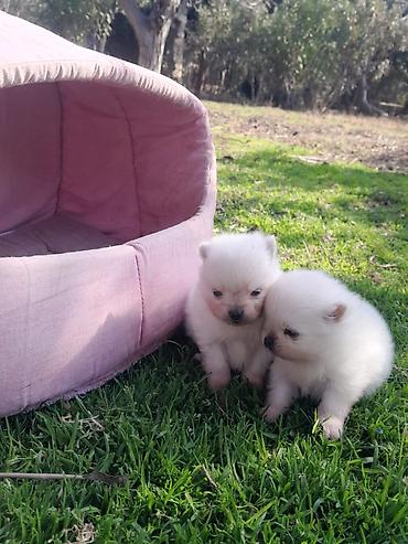 Pişiklər: Britan — 7