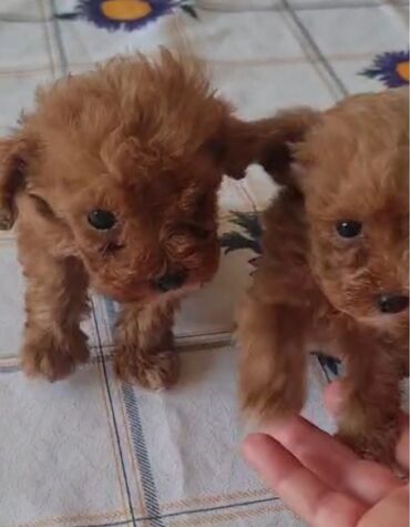 İtlər: Pudel, 3 ay, Erkek, Peyvəndli, Ünvandan götürmə — 5