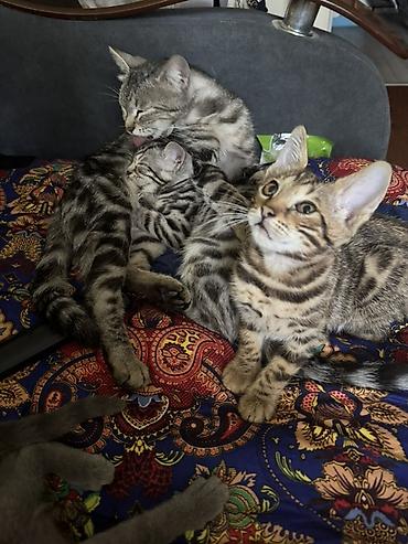 Животные: Котята домашние, короткошёрстные. Описание: - Окрас: есть — 2