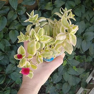 Otaq bitkiləri: Сциндапсус N-Joy — 5