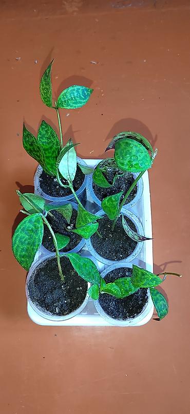 Другие комнатные растения: Комнатные растения — саженцы и черенки. 1) Живое дерево (лечебное) — — 14