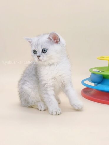мейн кун бишкек питомник lyubushka купить котенка цена фото: Девочка. 2 месяца. Котенок шотландской породы Scottish Straight