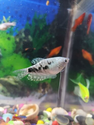Akvarium aksessuar və ləvazimatları: 6 ədəd yumurta veren balıq var 3 neon 1 qurami 2 Tetra yaşıl qırmızı