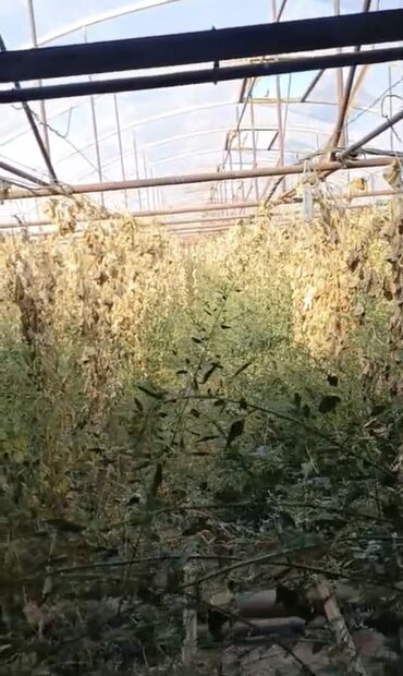 Kirayə torpaq sahələri: 50 sot Kənd təsərrüfatı, Su, İşıq, Qaz — 3