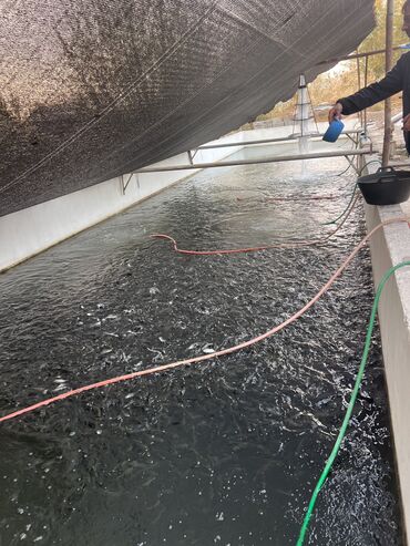 оптовые цены на продукты питания в бишкеке: Самовывоз