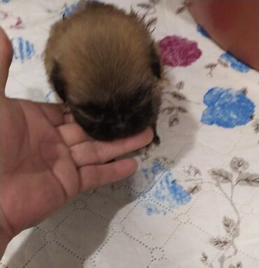 pitbul satışı: Pekines, 1 ay, Erkek, Ünvandan götürmə