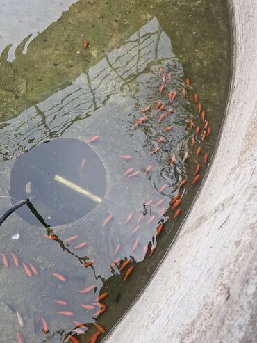 Balıqlar: Qızıl balıq, Sülhsevər, Ünvandan götürmə — 11