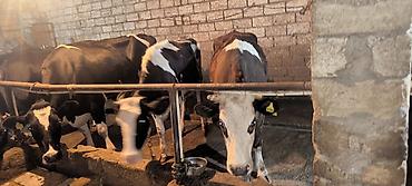 at satisi: Südçülük ferması üçün inək sürüsü - Şəkillərdə gördüyünüz bağlı — 4