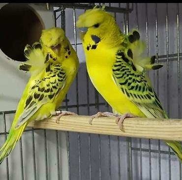 Tutuquşları: Yaponic cütü 70 azn — 10