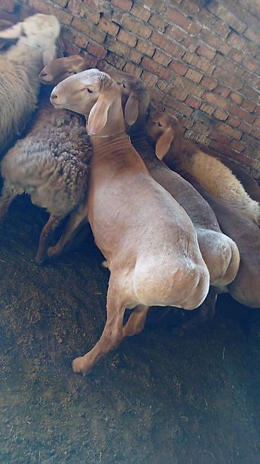 Баран, овца: Продаю | Овца (самка) | Для разведения — 11