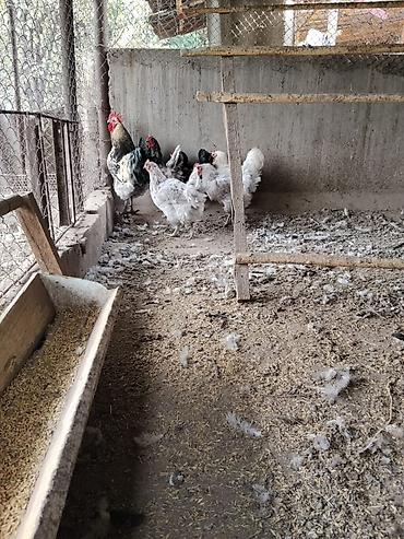 курица брама купить: Продам породистых домашних курей — 1