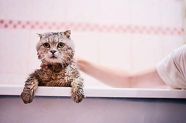 Təmizlik xidmətləri: Pişiklərin 🐈 bit birədən təmizlənməsi + çimizdirilməsi + qurulama + — 3
