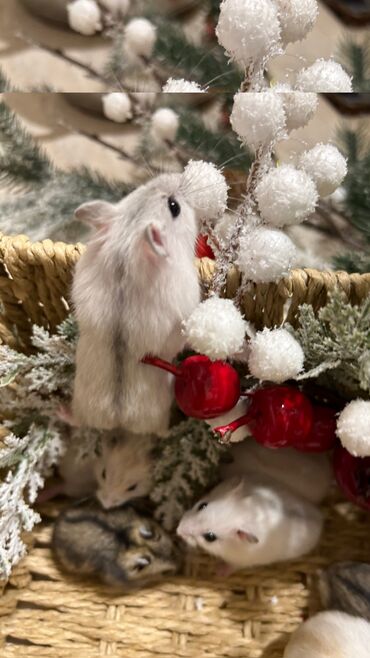 Хомяки: Продаются хомячки джунгарские, сирийские, ангорские пушистые хомячки — 19