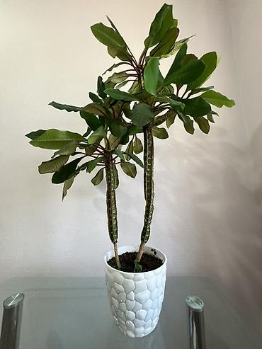 Молочаи: Молочай гребенчатый (Euphorbia leuconeura), комнатное суккулентное — 5
