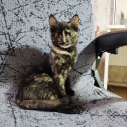 отдам в добрые руки: 2 айлык, Ургаачы, Лотокко барууга үйрөтүлгөн