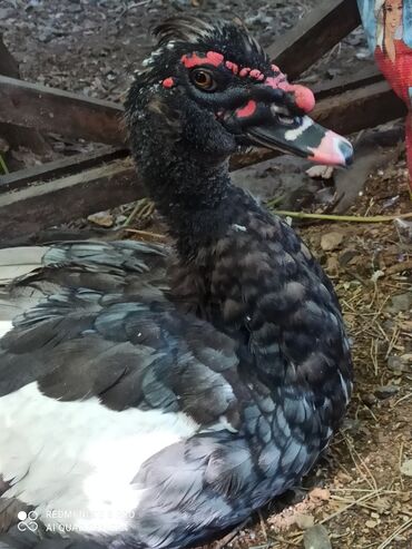 Другие с/х животные: Утята Индоутки Тяжёлая Линия. Индоутята. Фендибоберных Солидных — 24